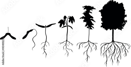 Black silhouette of life cycle of maple tree (Acer platanoides). Growth stages from samara fruit and sprout to old tree with root system isolated on white background