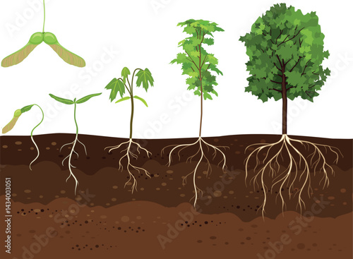 Life cycle of maple tree (Acer platanoides). Growth stages from samara fruit and sprout to old tree with root system and green crown isolated on white background