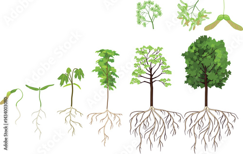 Life cycle of maple tree (Acer platanoides). Growth stages from samara fruit and sprout to old tree with root system and green crown isolated on white background