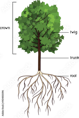 Parts of plant. Morphology of tree with green crown, root system, and titles