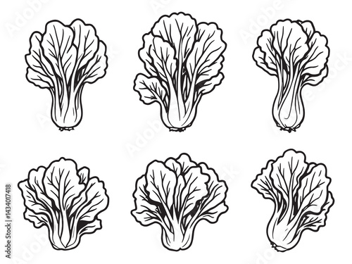Fresh bok choy outline drawing for healthy food design
