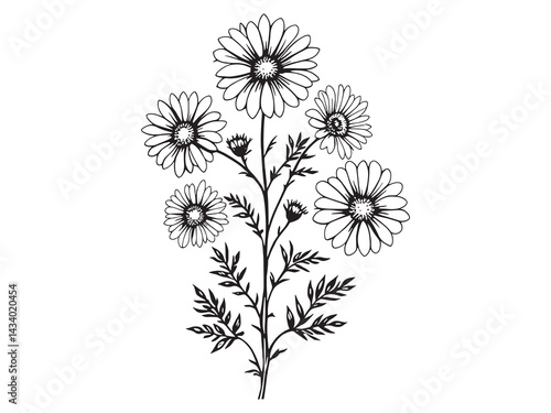 Gaillardia flower botanical line art drawing illustration 