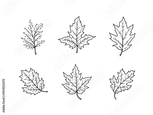 Hand drawn beech leaf outline for botanical vector art