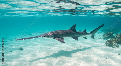 Undersea Realm Sawfish Gliding Gracefully Through Crystal Clear Tropical Waters