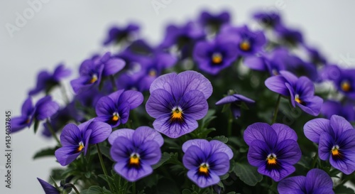 Detailed close-up of vibrant purple pansies, highlighting their intricate patterns and contrasting colors, showcasing the beauty of nature