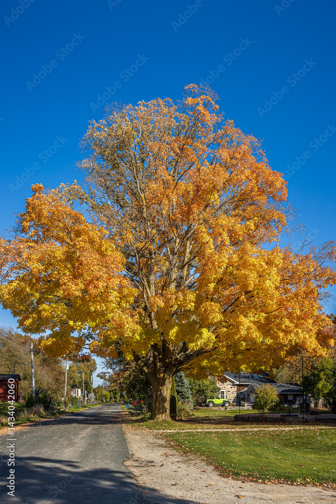 Naklejka premium Yellow leaves on a tree in fall, near the Conestogo river, Waterloo, Ontario, Canada