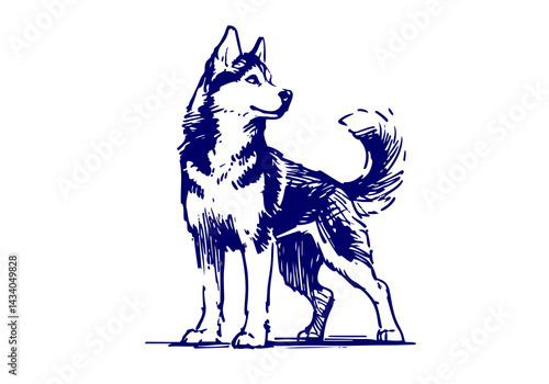 Siberian Husky Dog Hand Drawn Illustration Sketch Vector Isolated by AZ for Books, Arts, Design and Decoration Graphic Asset