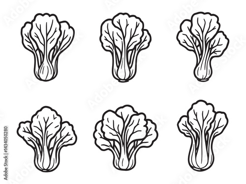 Organic bok choy sketch in botanical line art style