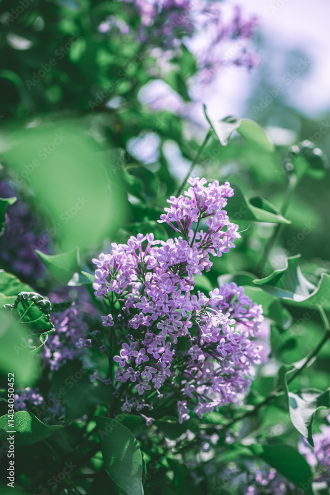 Obraz premium Beautiful purple lilac blooms in spring, spring, flowering