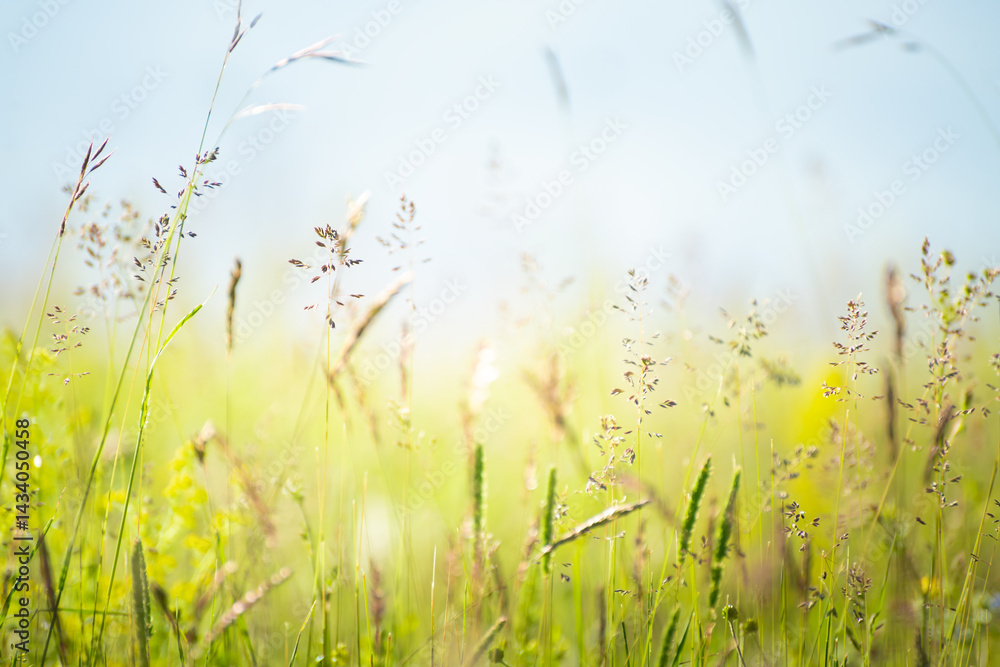 Wild green grass in the mountains at sunny day. Beautiful summer nature background