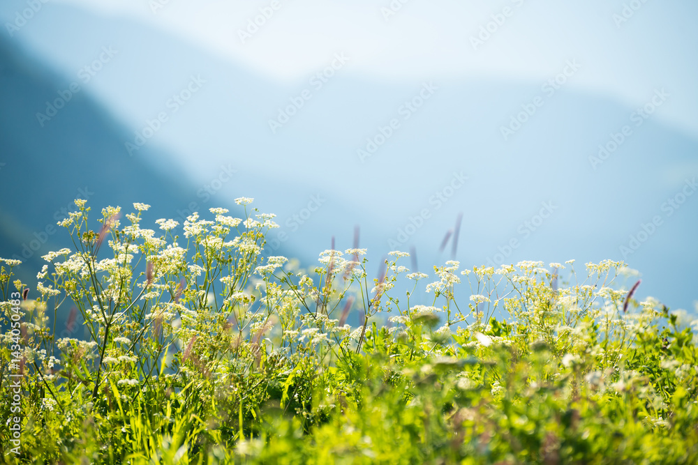 Wild green grass in the mountains at sunny day. Beautiful summer nature background