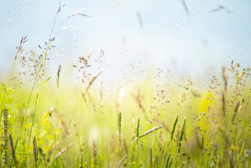 Obraz na płótnie Wild green grass in the mountains at sunny day. Beautiful summer nature background w salonie