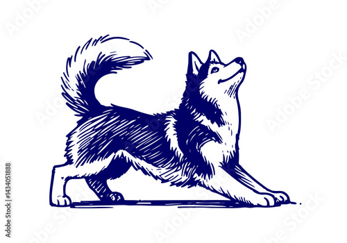 Siberian Husky Dog Hand Drawn Illustration Sketch Vector Isolated by AZ for Books, Arts, Design and Decoration Graphic Asset