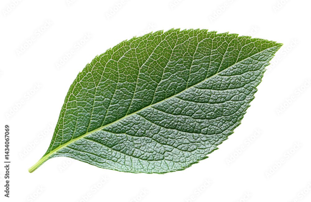 Obraz premium Nature green leaf botanical isolated on transparent background