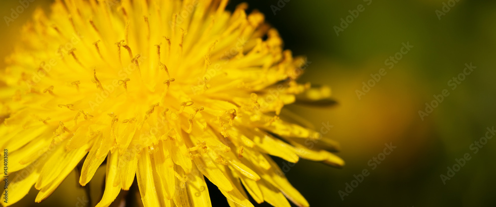 Blooming dandelion, healthy edible flower concept. Spring, summer nature banner or background. Blooming dandelion, healthy edible flower concept. Spring, summer nature banner or background.