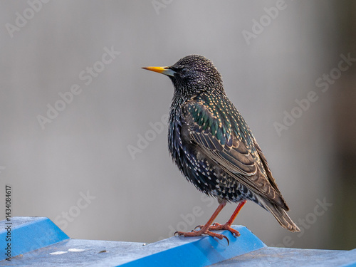 colorful starling