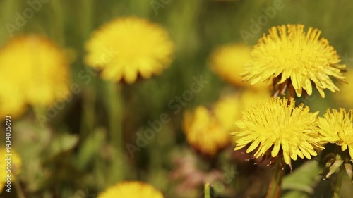 Wallpaper Mural Blooming dandelions, healthy edible herbal flowers concept Torontodigital.ca