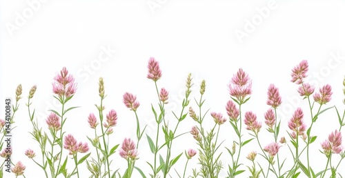 Wallpaper Mural A row of delicate pink wildflowers with green stems against a white background Torontodigital.ca
