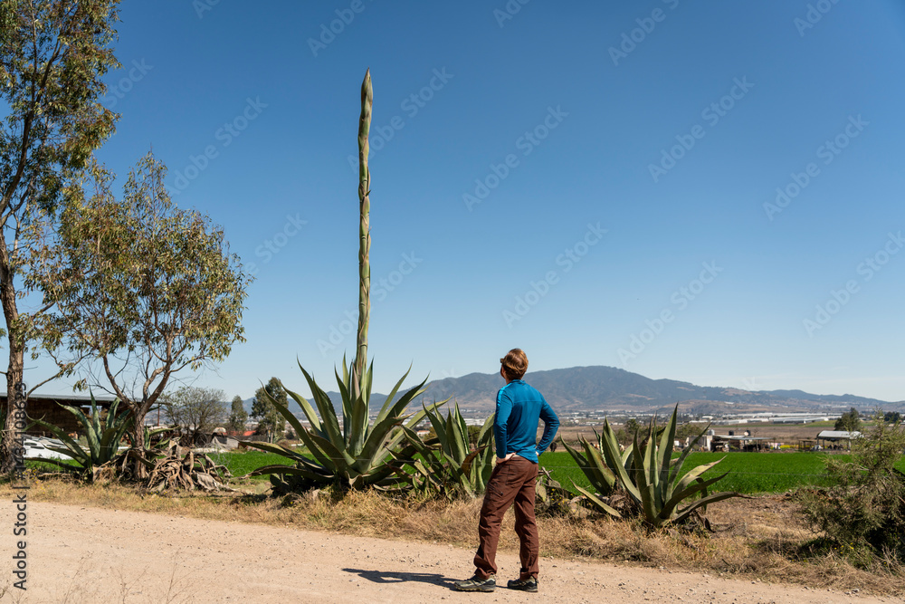 A man stands on a rural road in Mexico, gazing up at a towering agave flower stalk surrounded by sprawling agave plants and a scenic mountainous landscape under a clear blue sky