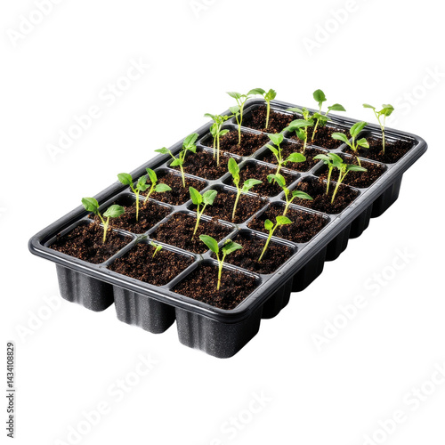 A tray of young seedlings with vibrant green leaves, emerging from rich, dark soil in individual compartments.