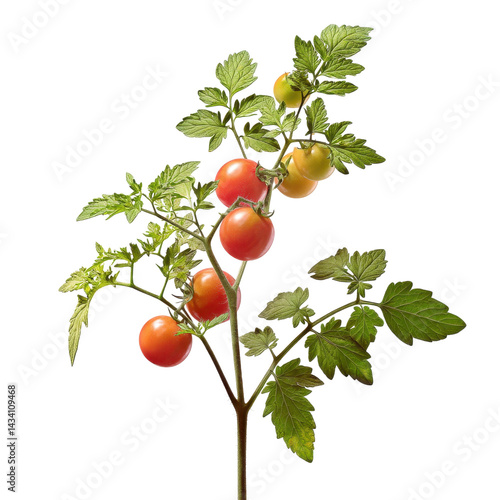 A branch of a tomato plant featuring ripe red and green tomatoes with lush green leaves.