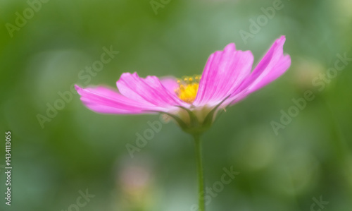 delicate pink cosmos flower