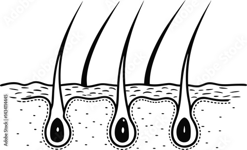 Hair Follicle Anatomy Diagram  Skin and Hair Root Structure Illustration
