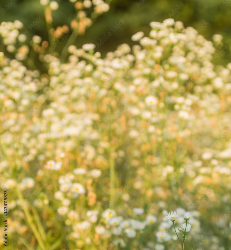 Obraz premium small daisy flowers..