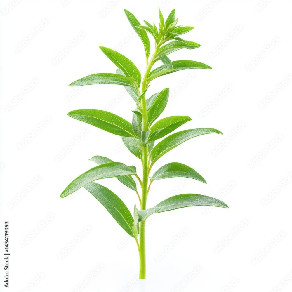 Fresh Green Plant Stem with Leaves Isolated on White Background in Studio Lighting Close Up Botanical Detail Capturing the Essence of Nature and Growth for Wellness Projects Fresh Green Plant Stem with Leaves Isolated on White Background in Studio Lighting Close Up Botanical Detail Capturing the Essence of Nature and Growth for Wellness Projects