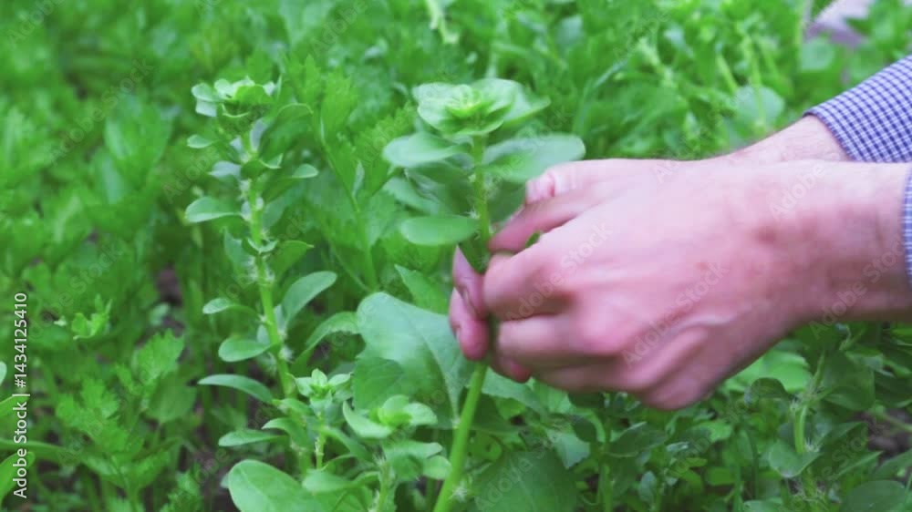 Hands of an elderly farmer picking, tearing spinach leaves in a garden bed, close-up. Picking spinach leaves from high stems. Hands of an elderly farmer picking, tearing spinach leaves in a garden bed, close-up. Picking spinach leaves from high stems.