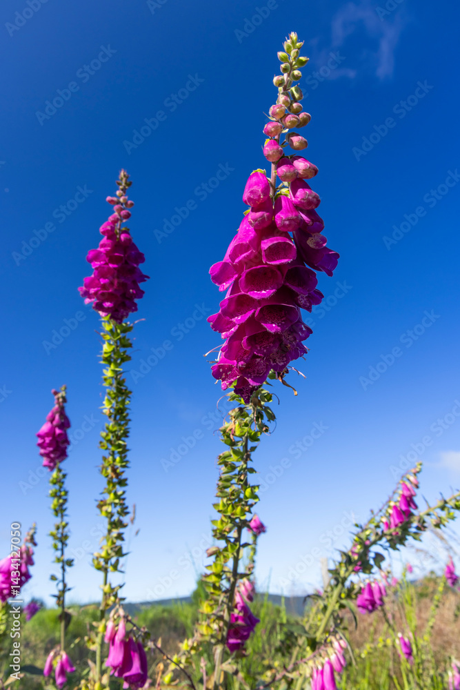 Purple foxglove flowers growing against blue sky