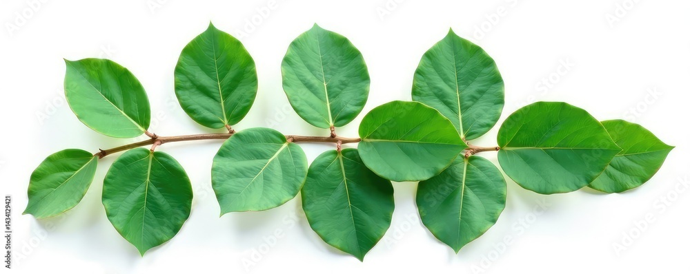 Isolated eucalyptus leaves with veins on white background, botany, detail Isolated eucalyptus leaves with veins on white background, botany, detail