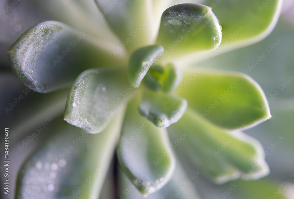 Macro photography of succulent plant showing farina and water drops