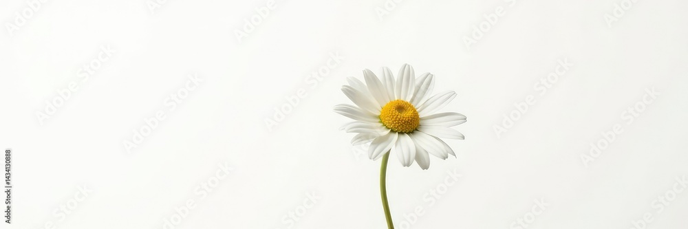 Fototapeta premium Single daisy in isolation with a stark white background, flora, simple
