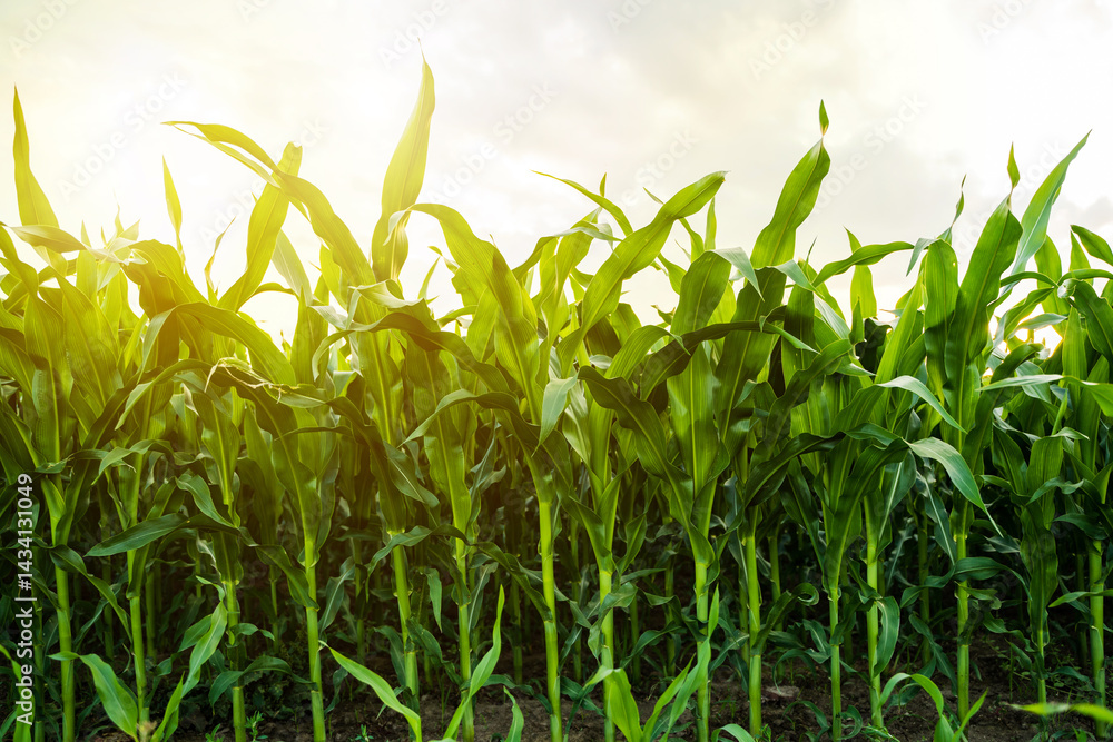 Corn stalks growing tall under soft evening light