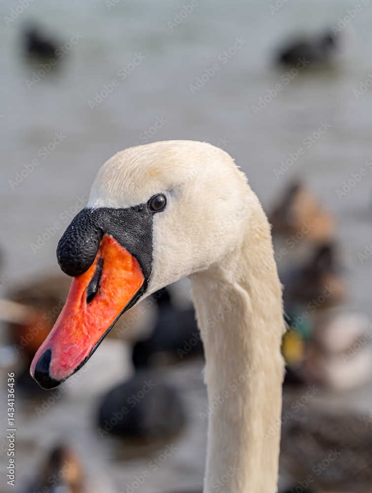 Portrait of a white swan against a background of ducks