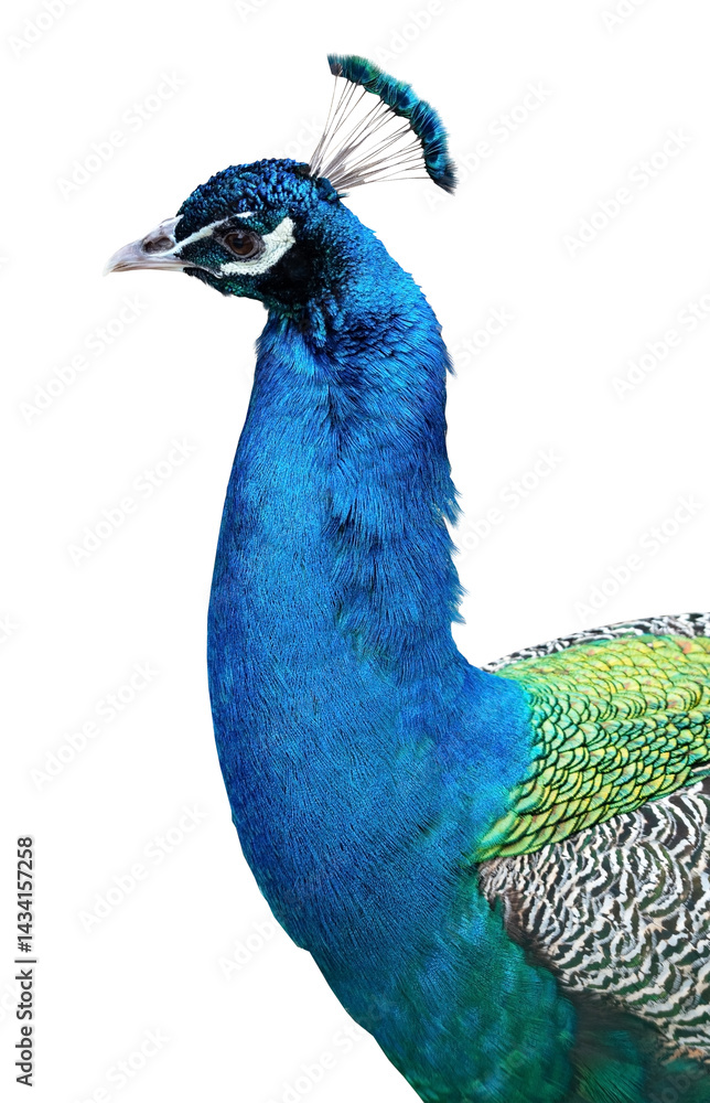 Beautiful peacock head