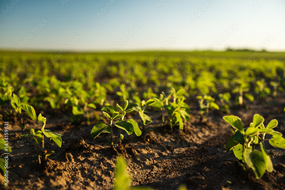 Legume Crop Growth Early Soybean Stage