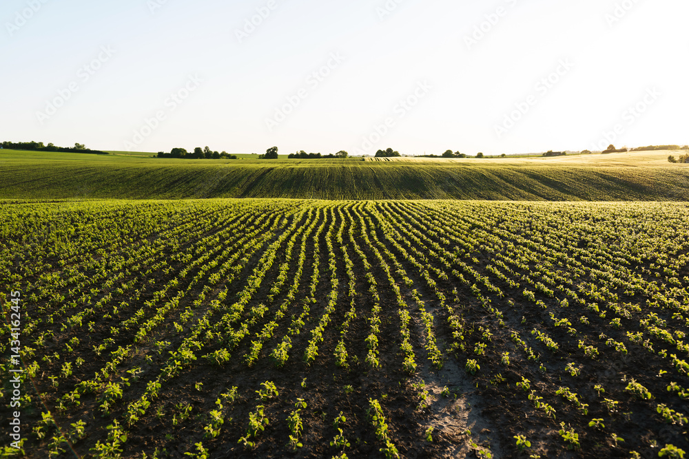 Agricultural landscape with young soybeans growing in lines under the morning sun