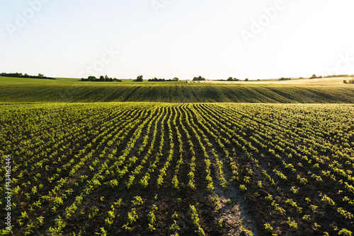 Agricultural landscape with young soybeans growing in lines under the morning sun