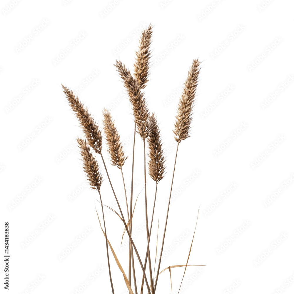 Ethereal plumes of wild grass illuminated against a stark, contrasting scene in close-up with transparent surroundings Ethereal plumes of wild grass illuminated against a stark, contrasting scene in close-up with transparent surroundings