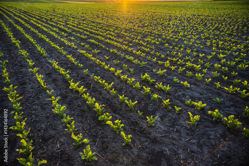 Obraz na płótnie Beetroot field at golden hour in rural landscape w salonie