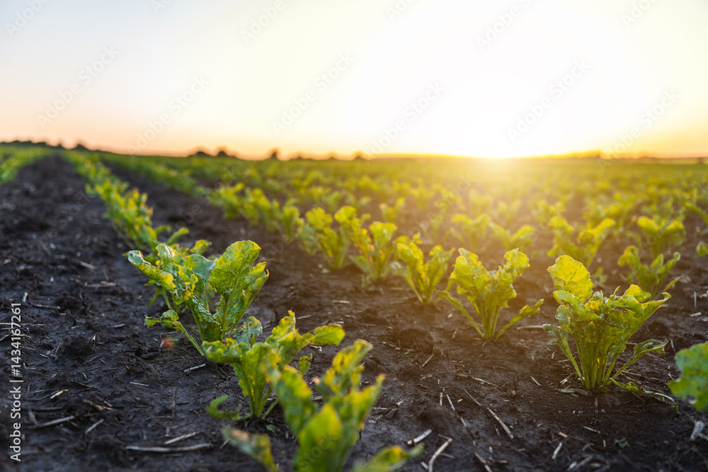 Green sprouts of sugar beet in fertile soil close-up