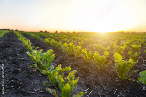 Obraz na płótnie Green sprouts of sugar beet in fertile soil close-up w salonie