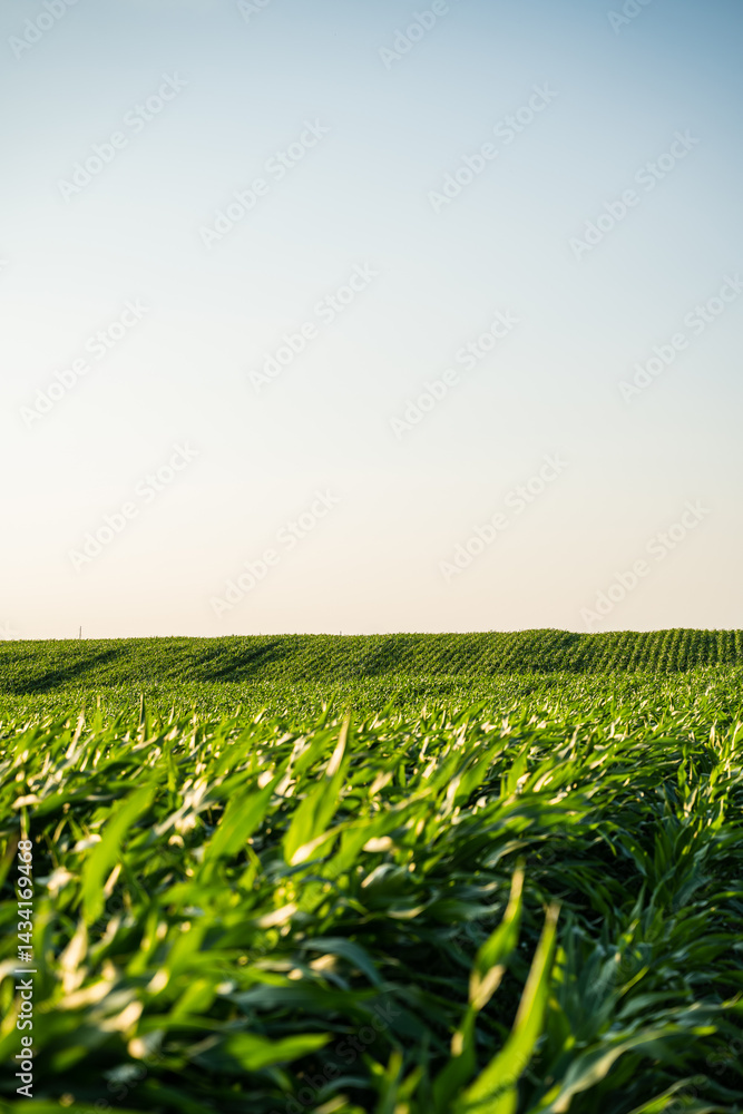 Structured cornfield with young plants in early summer