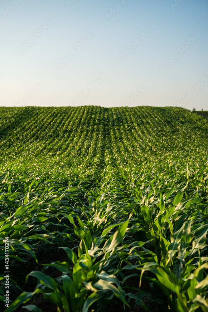 Cornfield with curved rows on hilly farmland