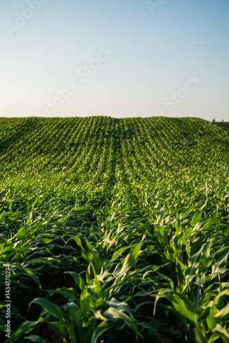 Obraz na płótnie Cornfield with curved rows on hilly farmland w salonie