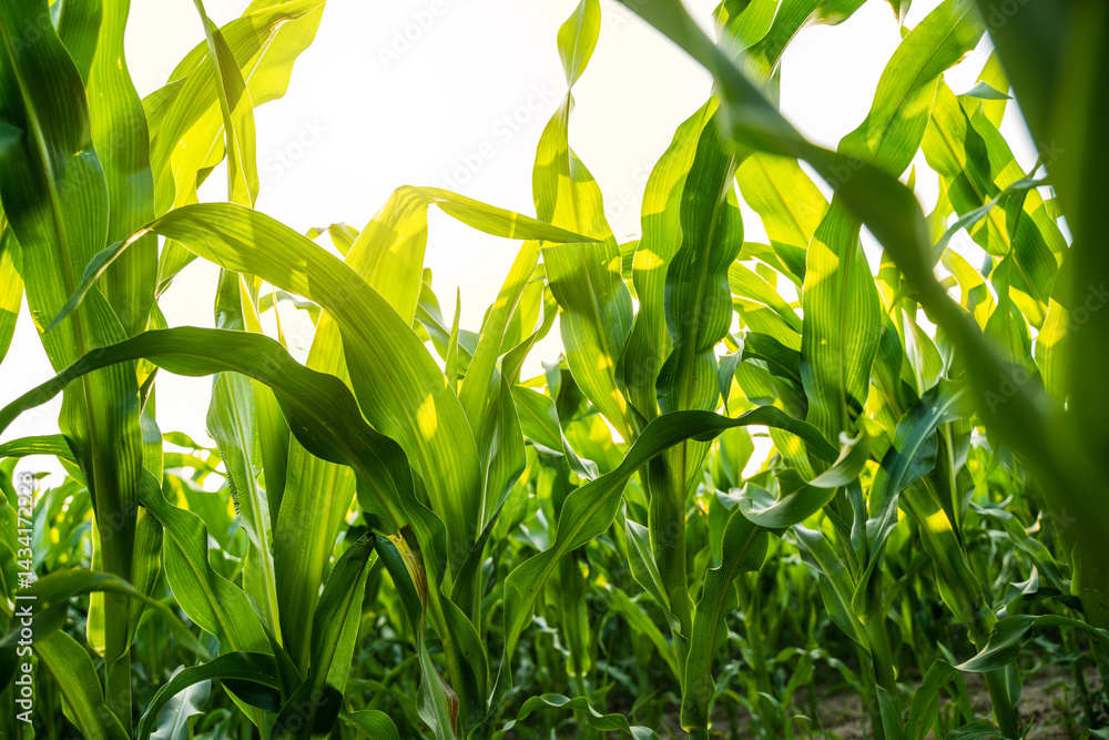Vegetative stage of corn plants under bright sky