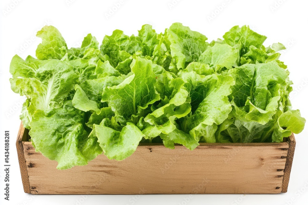 Lettuce in a box, white background. AI generated illustration. Lettuce in a box, white background. AI generated illustration.