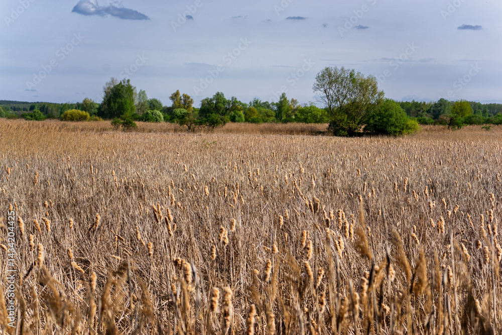 Wiosenny spacer w słońcu, Stawy Dolidzkie, Podlasie, Polska